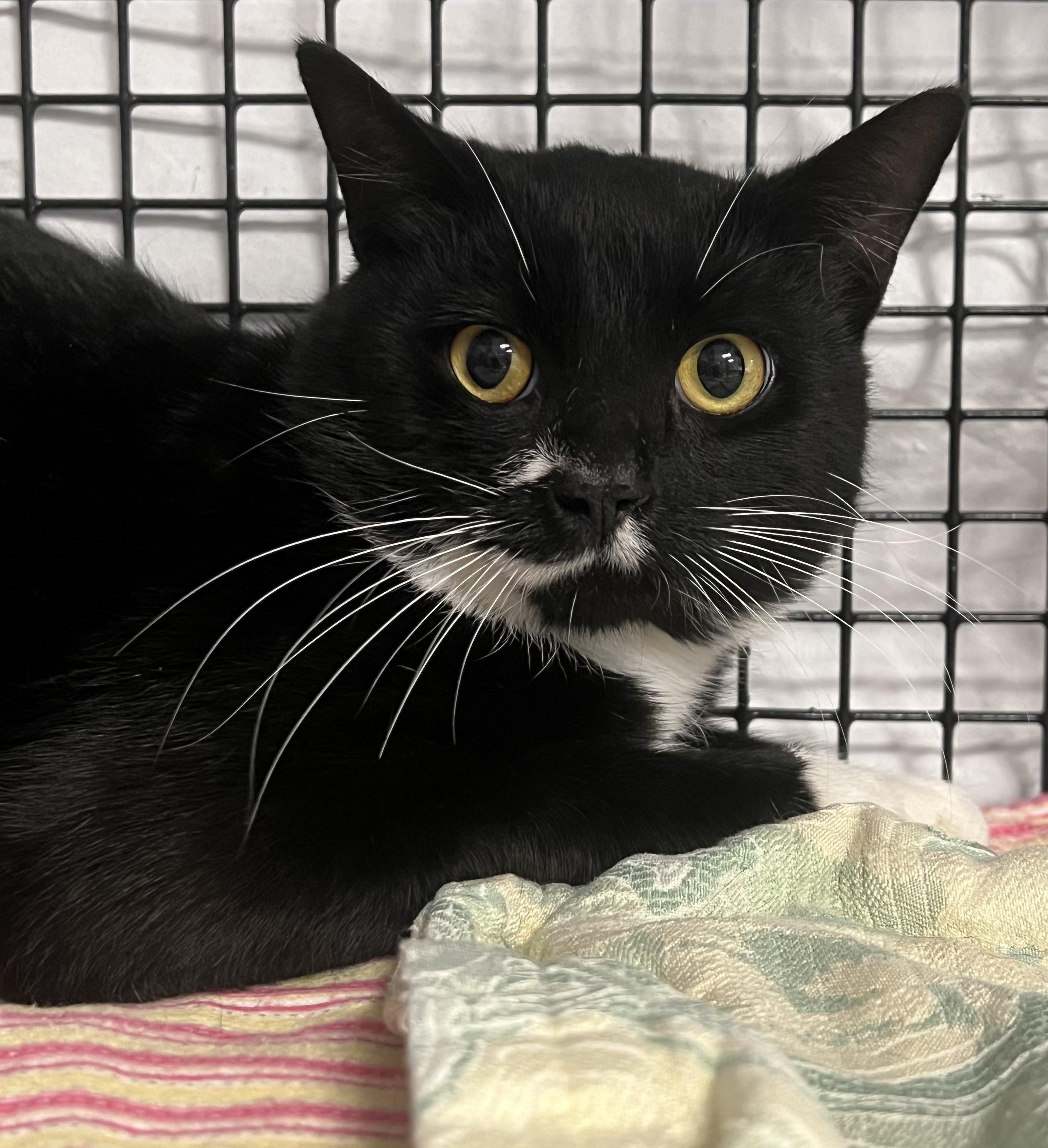 Otto, a Adoptable Domestic Short Hair in Johnston, RI image 5/6