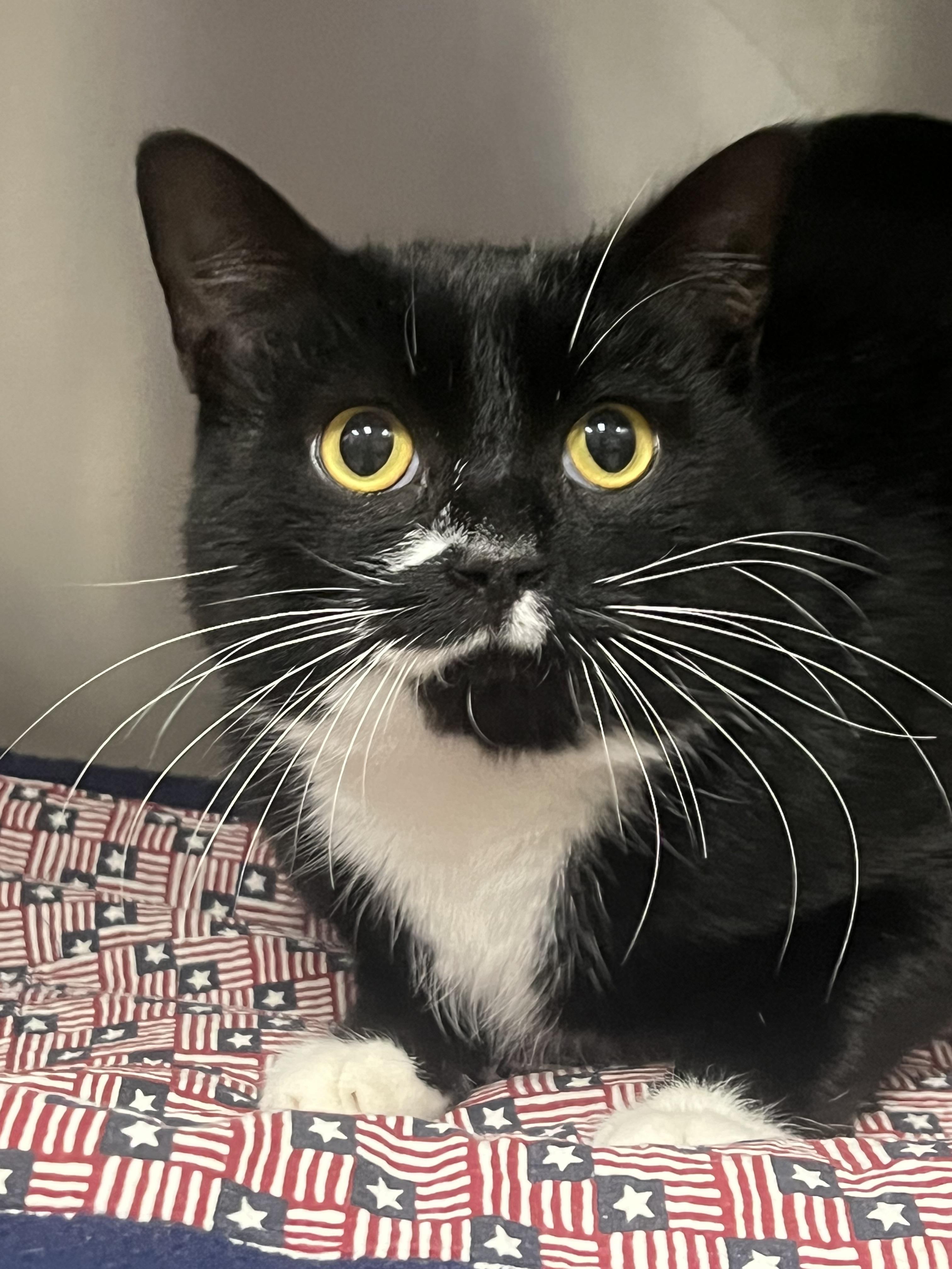 Otto, a Adoptable Domestic Short Hair in Johnston, RI image 6/6