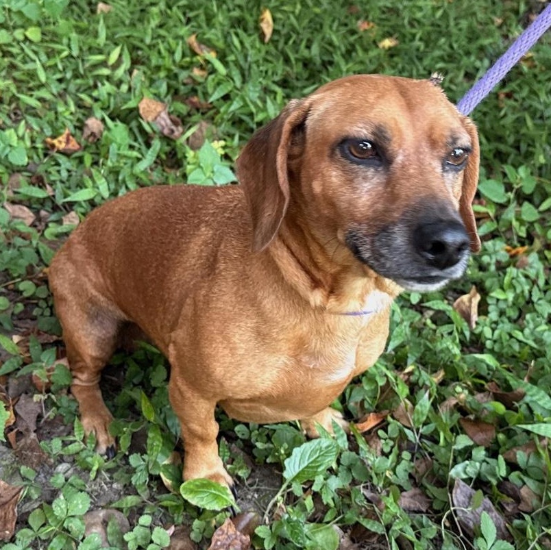 Widget, Adopted, Adult Female Miniature Dachshund.
