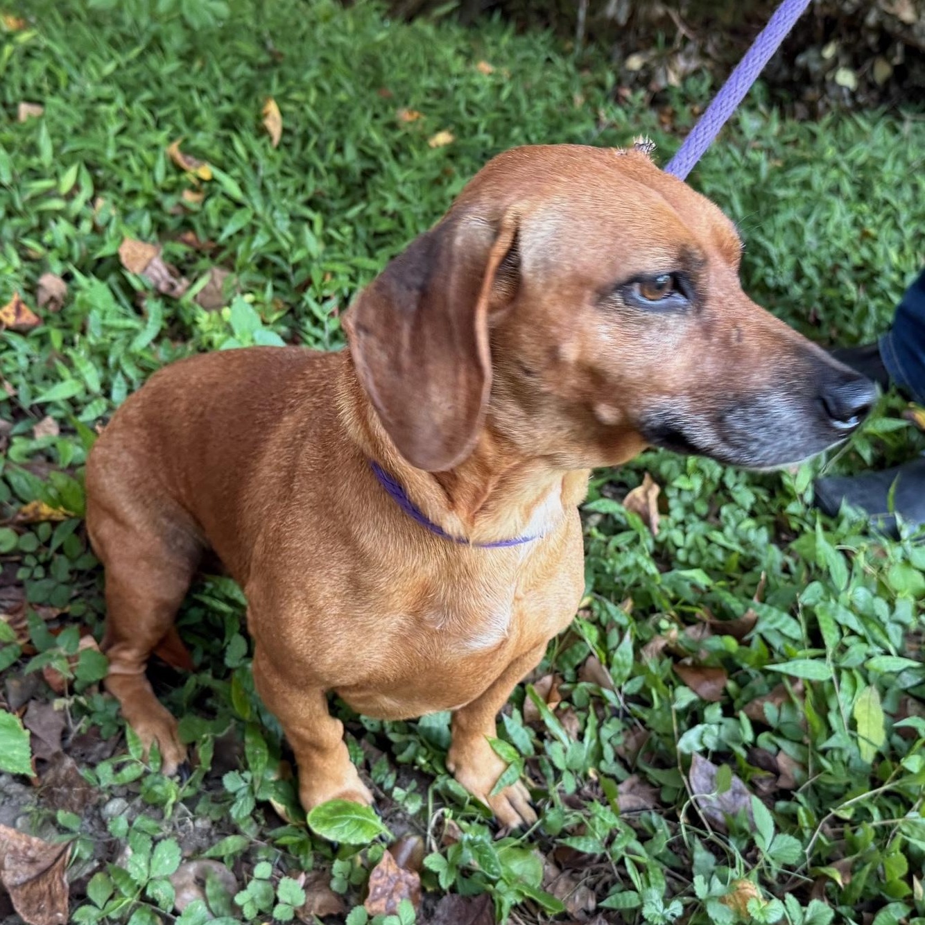 Enlarge Widget, a Adopted Miniature Dachshund in Mobile, AL image 2/2
