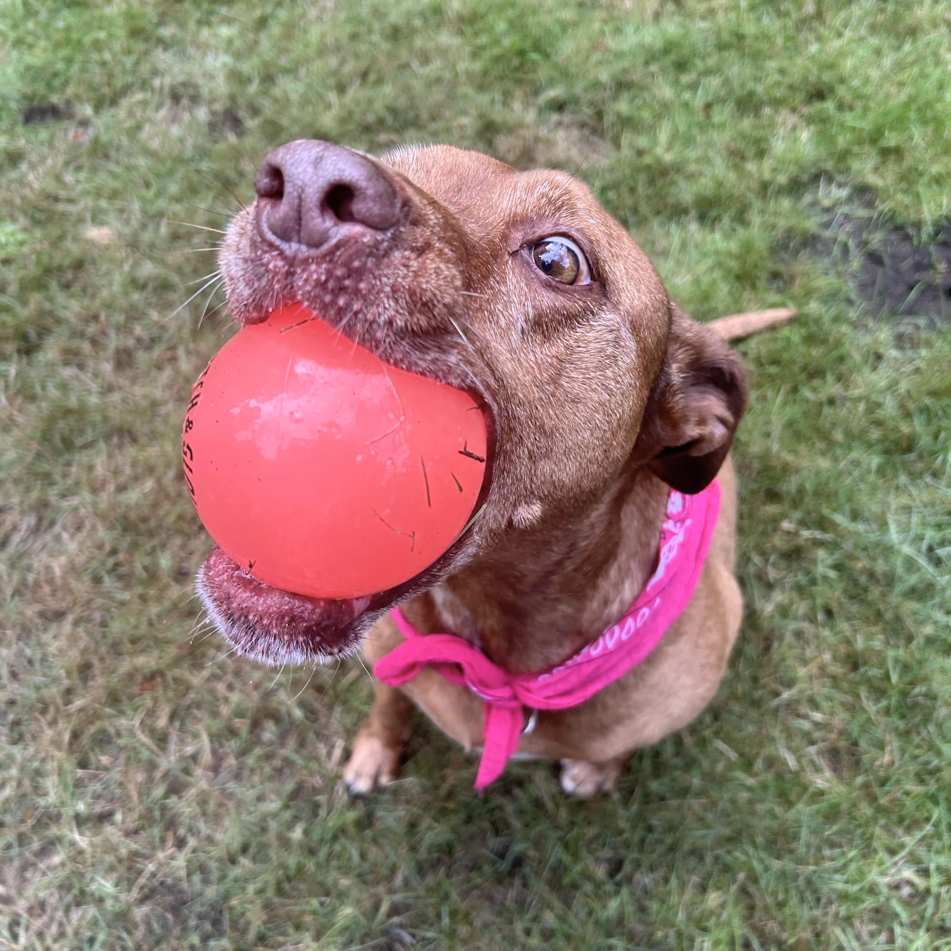 Enlarge Marley, a Adoptable mixed breed in Olympia, WA image 2/6