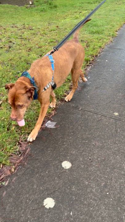 Enlarge Marley, a Adoptable mixed breed in Olympia, WA video 6/6