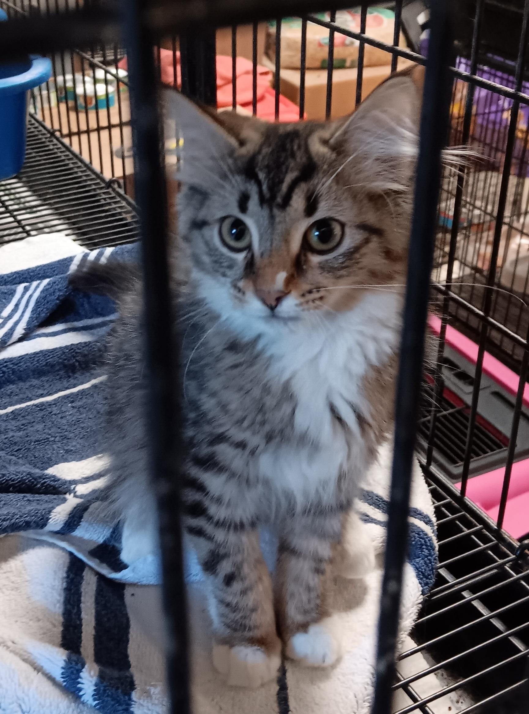 Nickie And Cici thumbnail 2