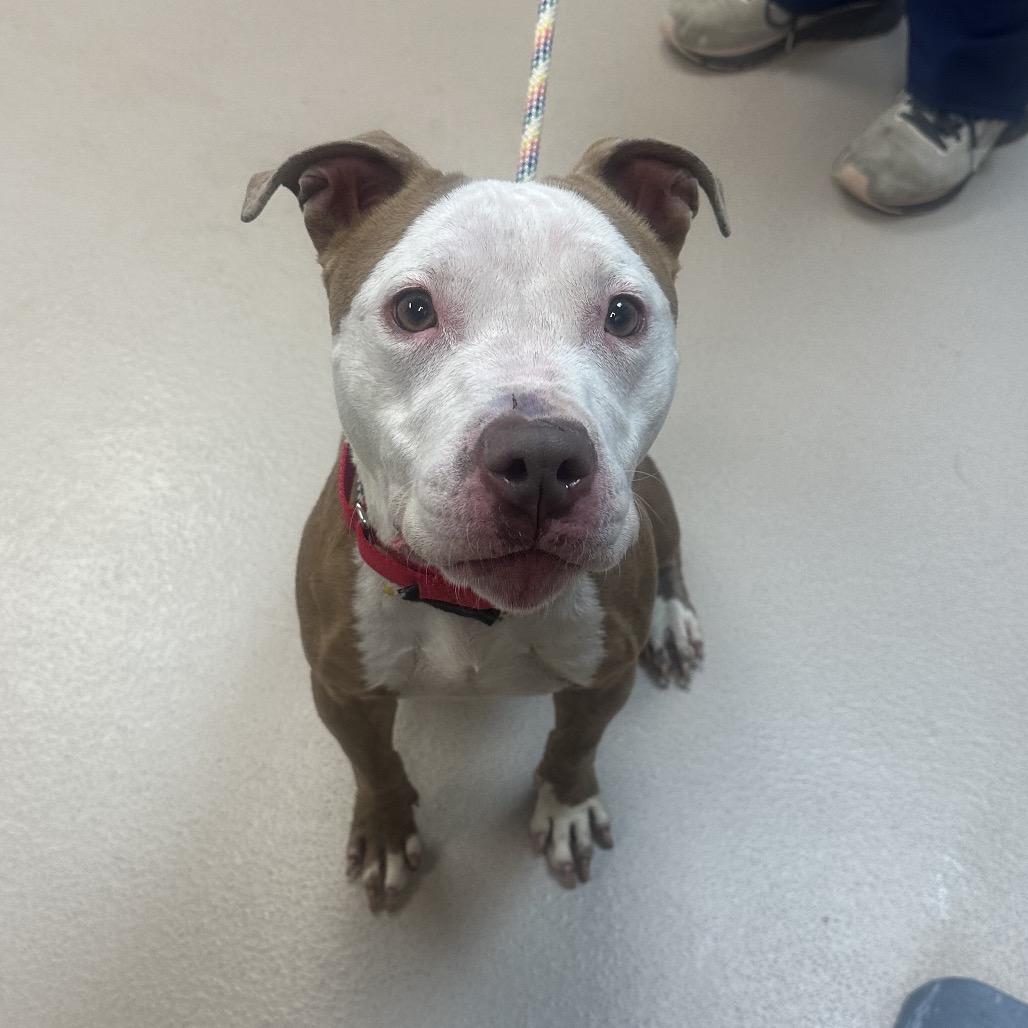 Enlarge Eleanor (In Foster), a Adoptable Pit Bull Terrier in Vineland, NJ image 1/1