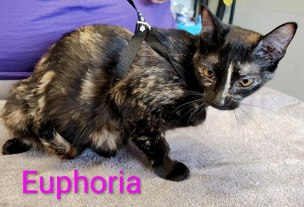 Euphoria, Adopted, Young Female Domestic Short Hair.