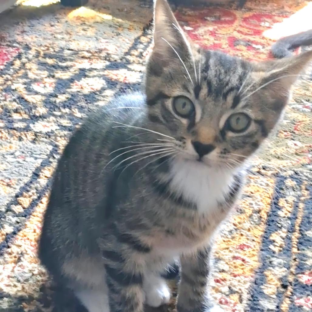 Ralphie, Adoptable, Young Male American Shorthair.