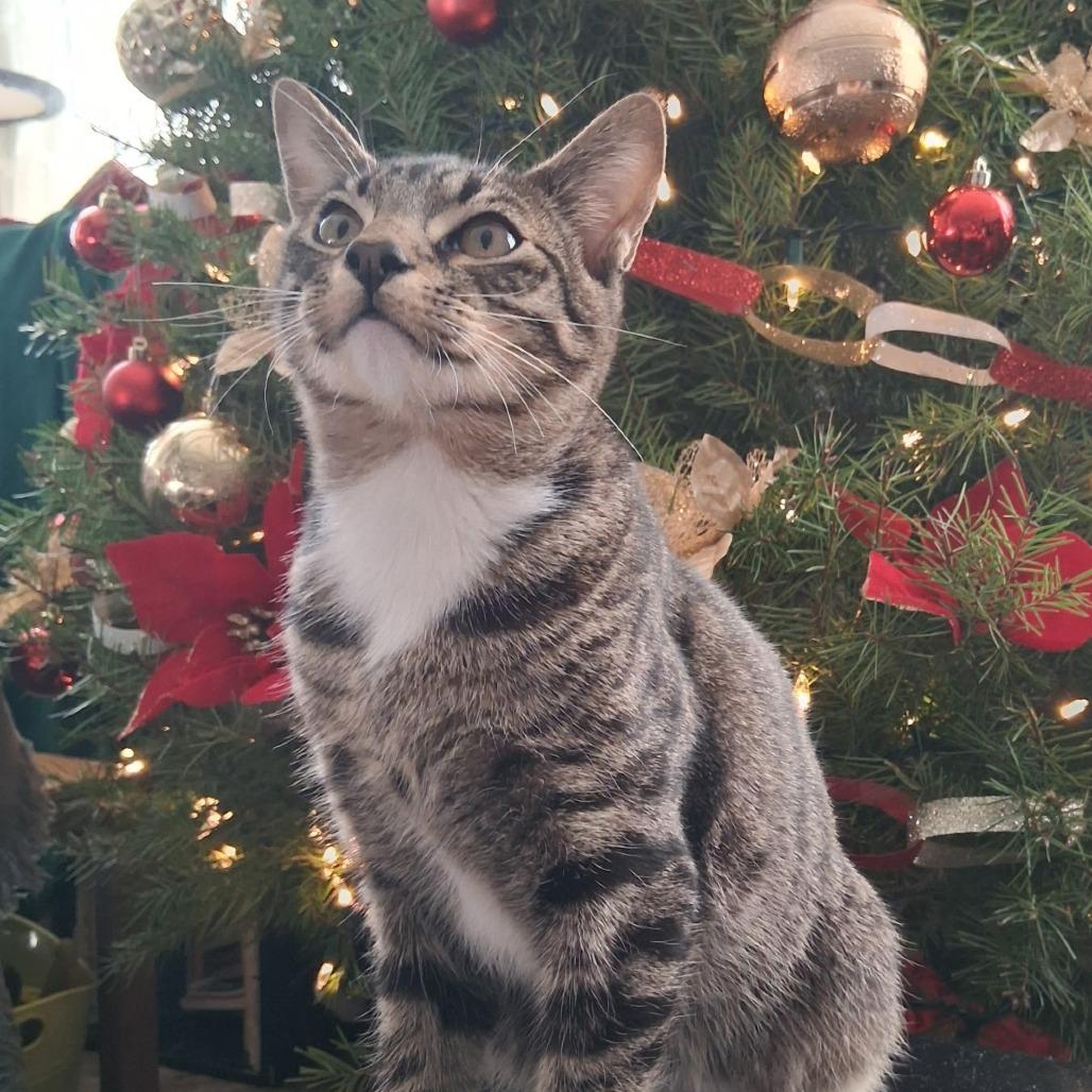 Enlarge Ralphie, a Adoptable American Shorthair in Calimesa, CA image 2/3