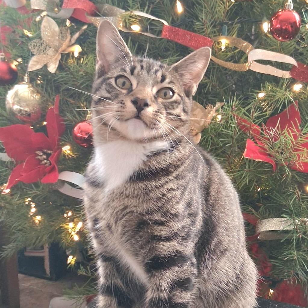 Enlarge Ralphie, a Adoptable American Shorthair in Calimesa, CA image 3/3