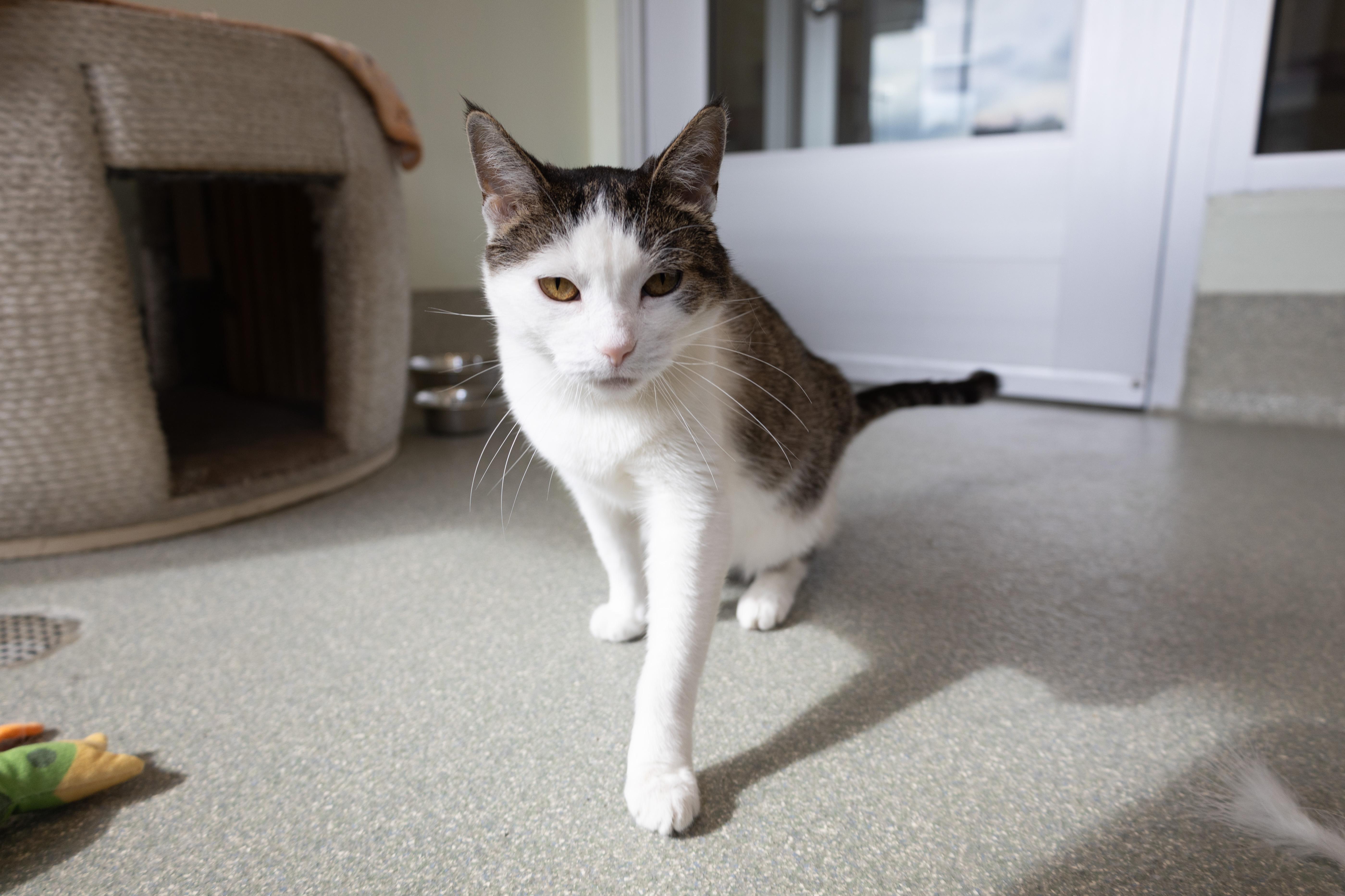 Alena, a ADOPTABLE mixed breed in Chicago, IL image 5/6