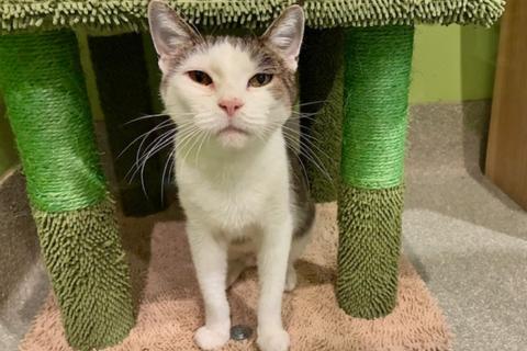 Enlarge Alena, a ADOPTABLE mixed breed in Chicago, IL image 4/6