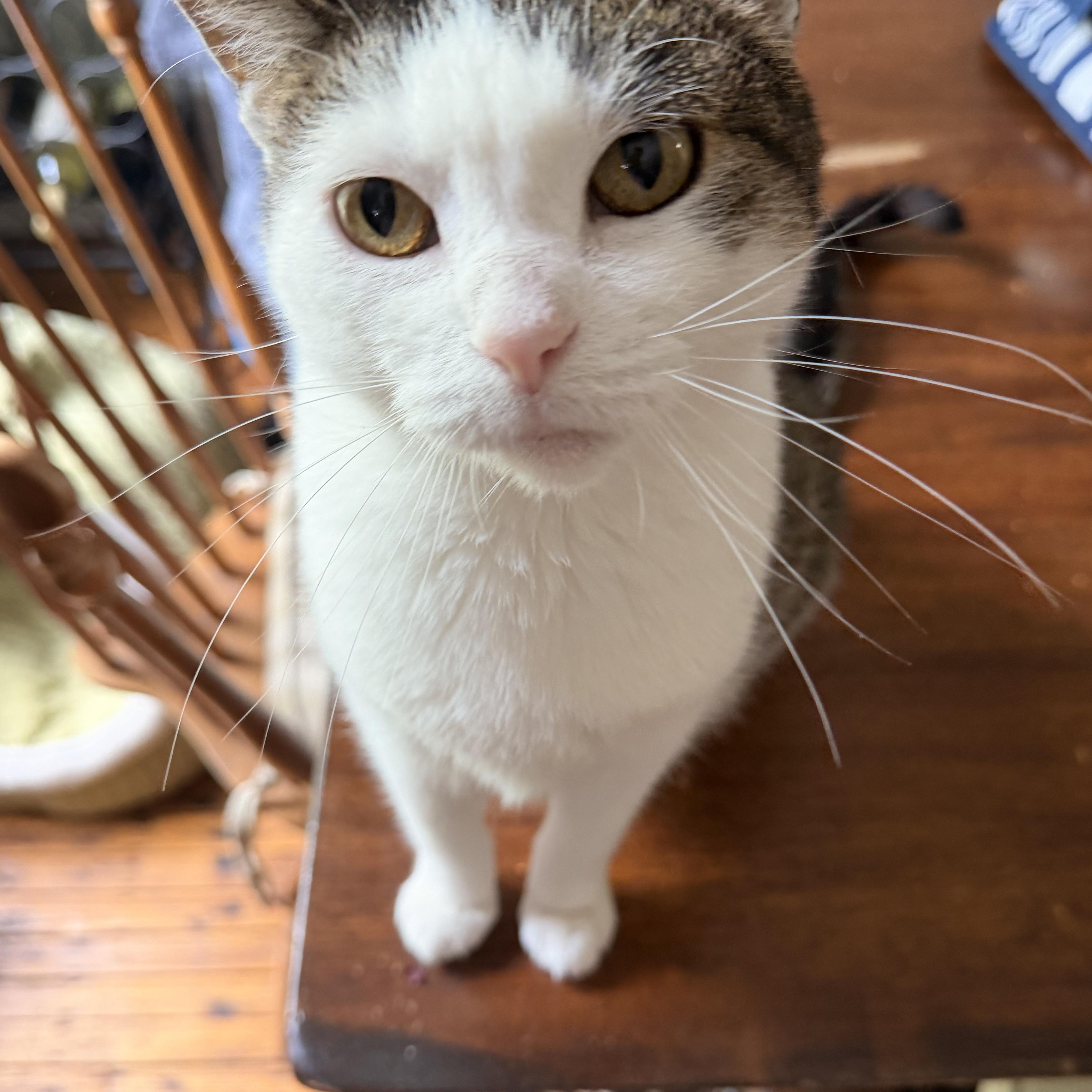 Alena, a ADOPTABLE mixed breed in Chicago, IL image 2/6