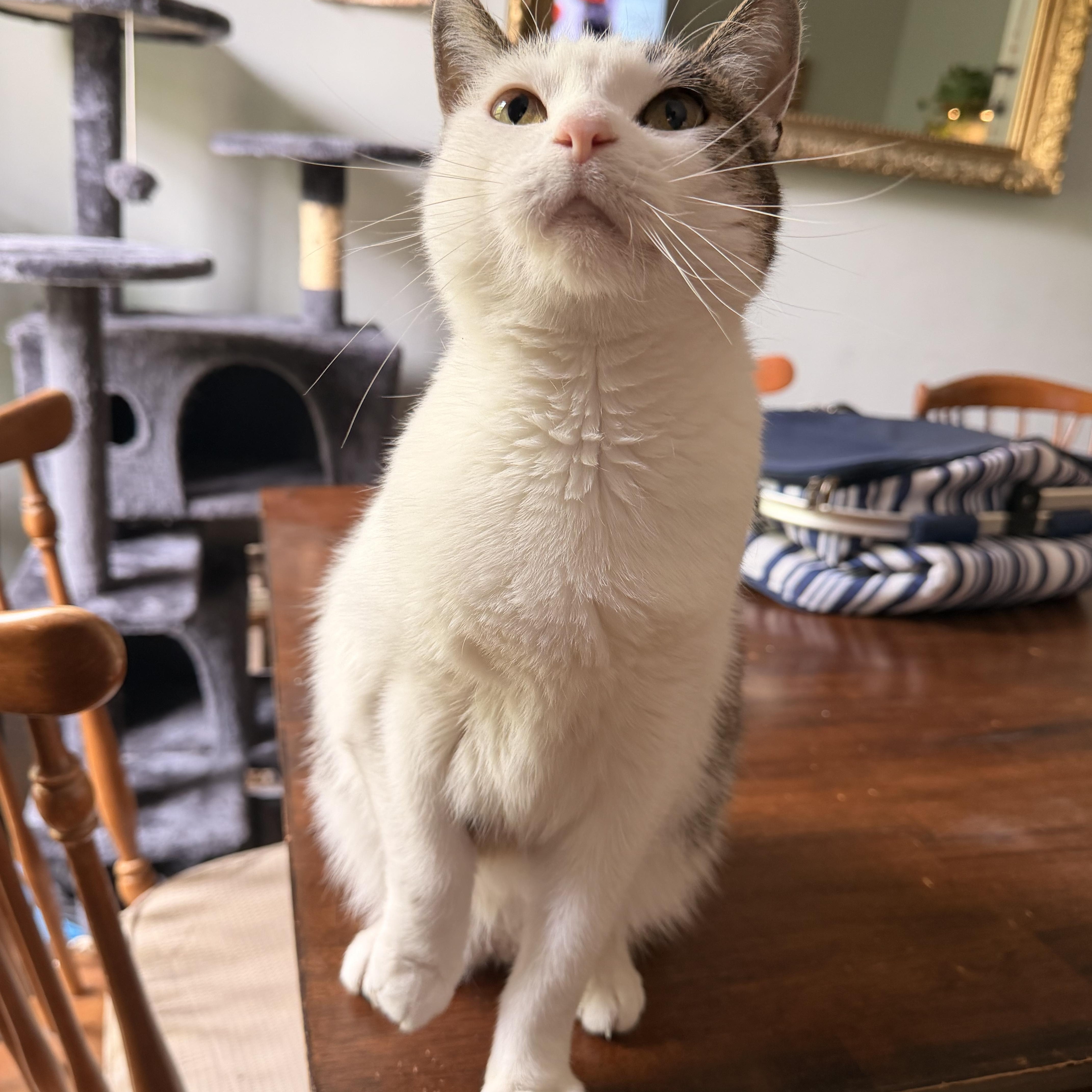 Alena, a ADOPTABLE mixed breed in Chicago, IL image 3/6