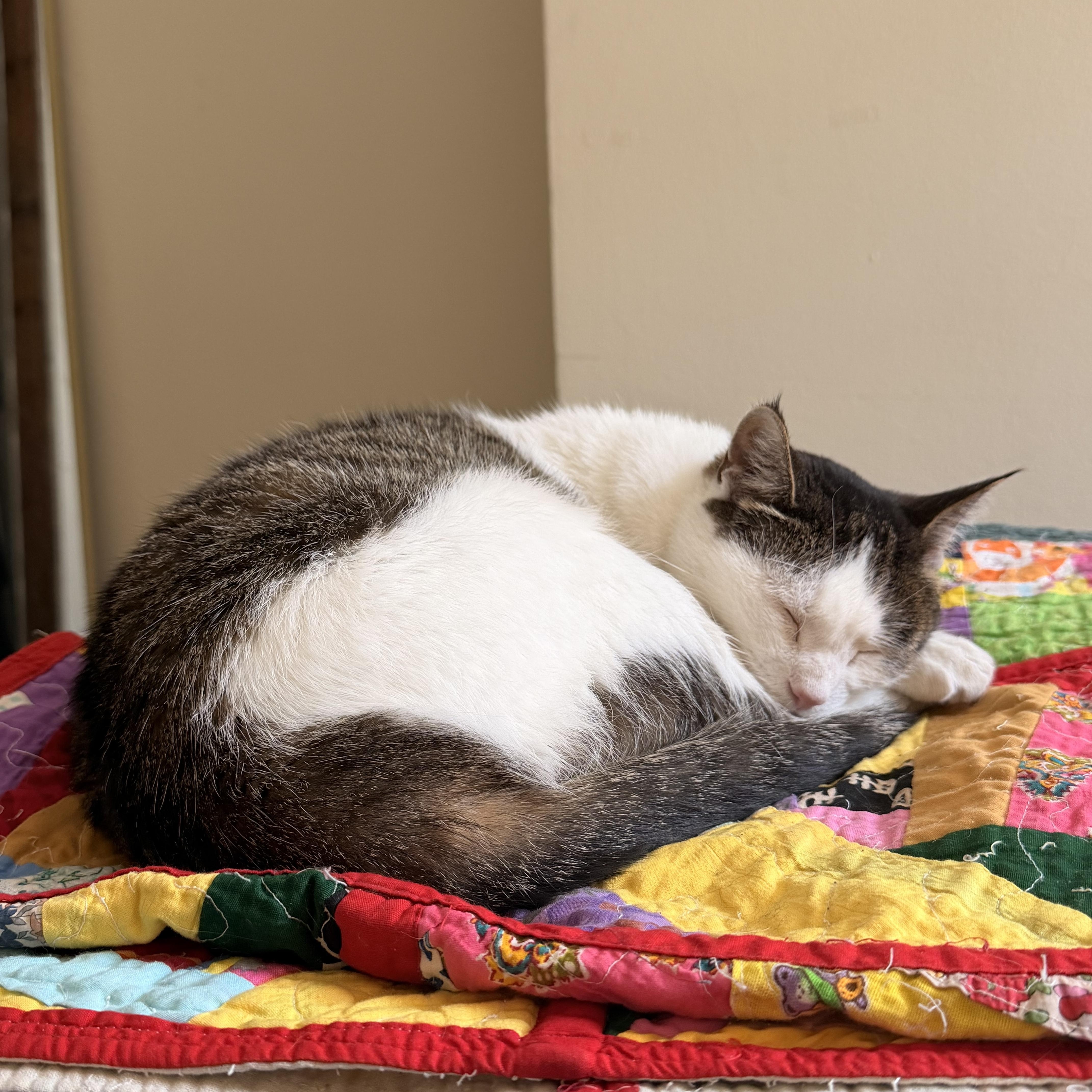 Alena, a ADOPTABLE mixed breed in Chicago, IL image 4/6