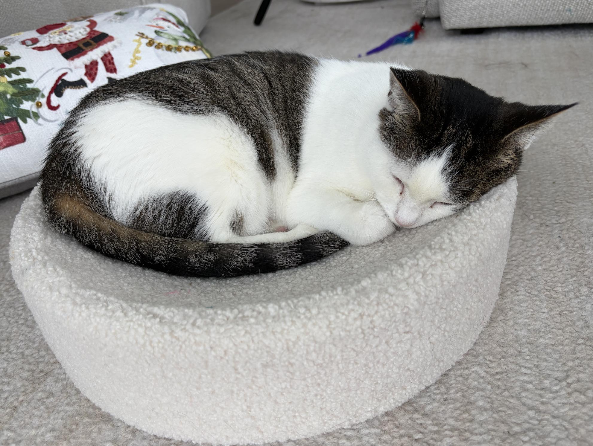 Enlarge Alena, a ADOPTABLE mixed breed in Chicago, IL image 2/6