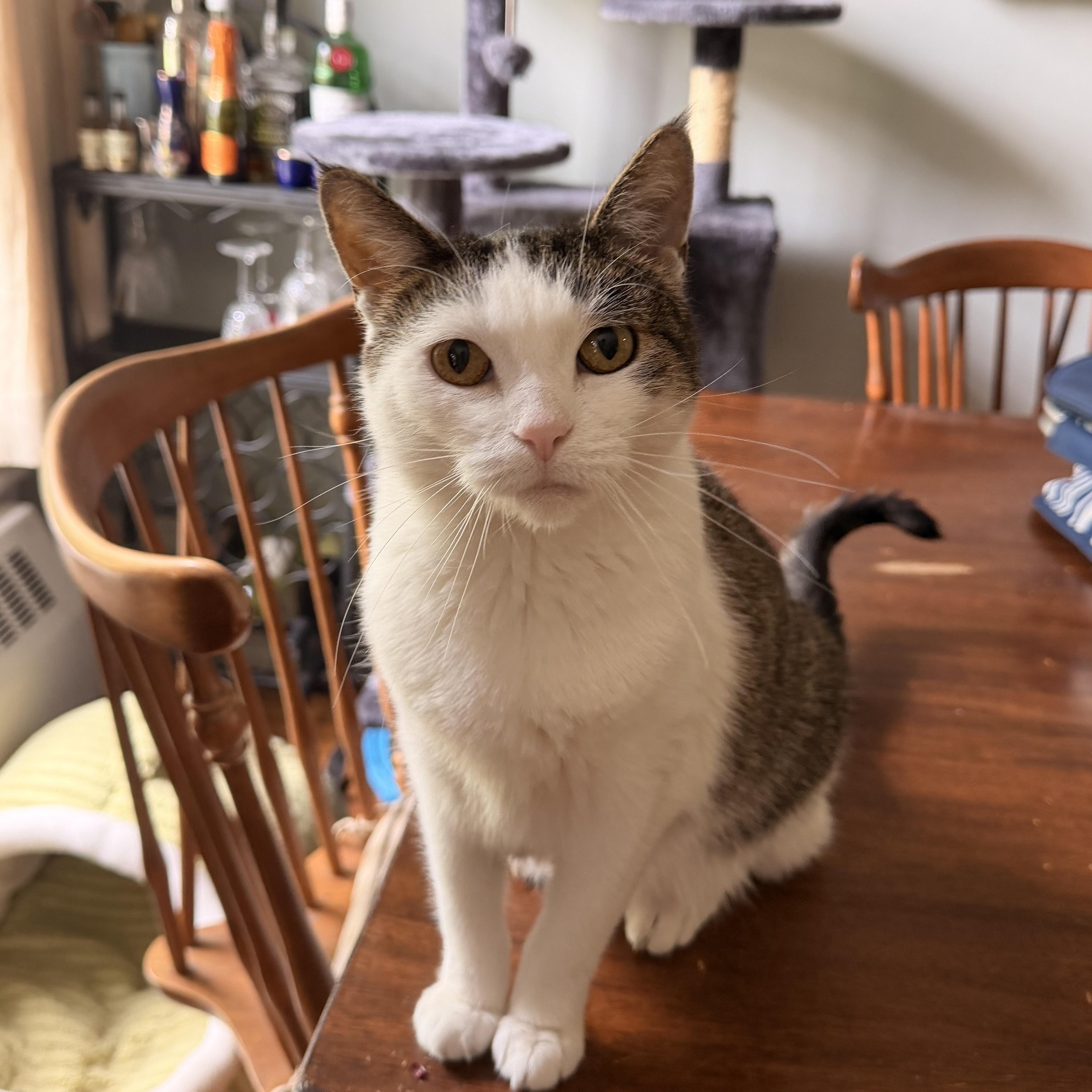 Alena, ADOPTABLE, Adult Female Domestic Short Hair.