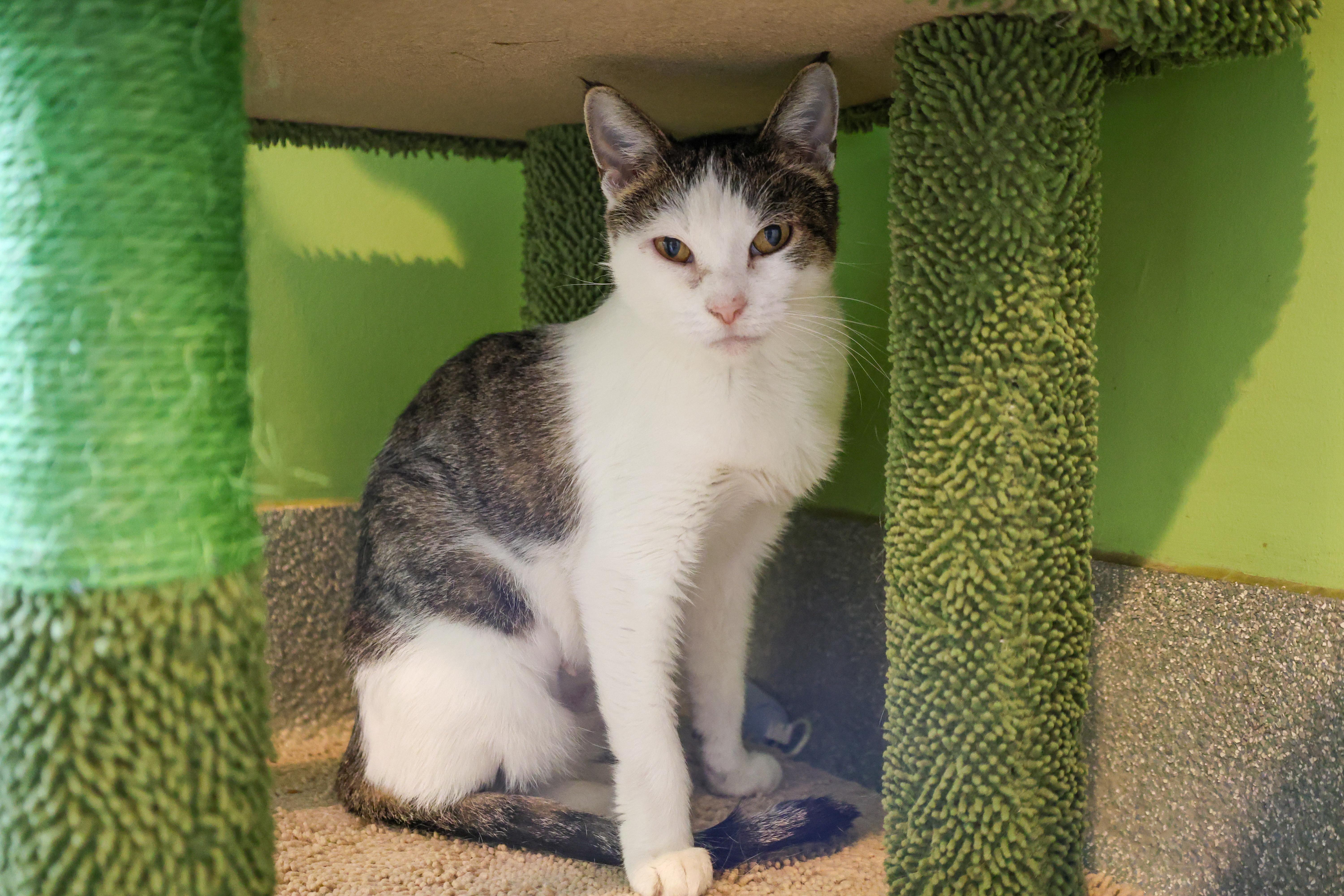 Alena, ADOPTABLE, Adult Female Domestic Short Hair.