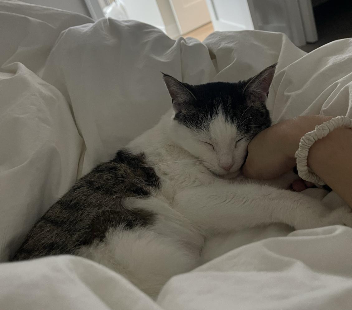 Enlarge Alena, a ADOPTABLE mixed breed in Chicago, IL image 3/6