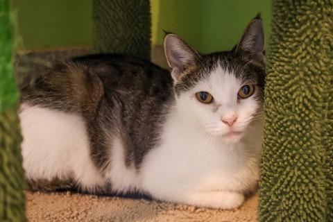 Enlarge Alena, a ADOPTABLE mixed breed in Chicago, IL image 5/6