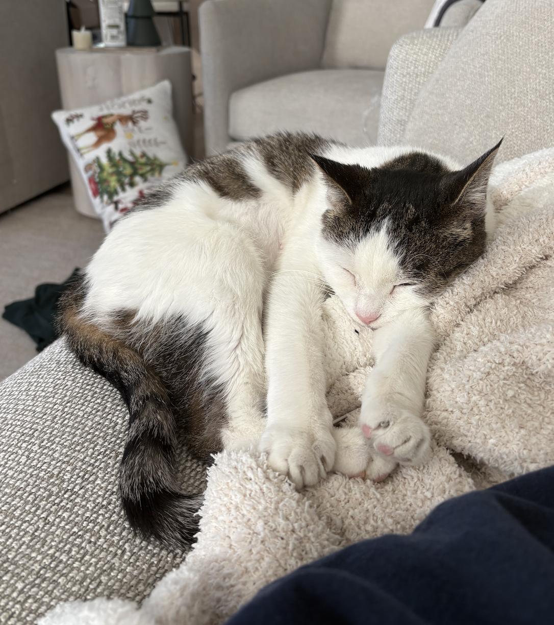 Enlarge Alena, a ADOPTABLE mixed breed in Chicago, IL image 6/6