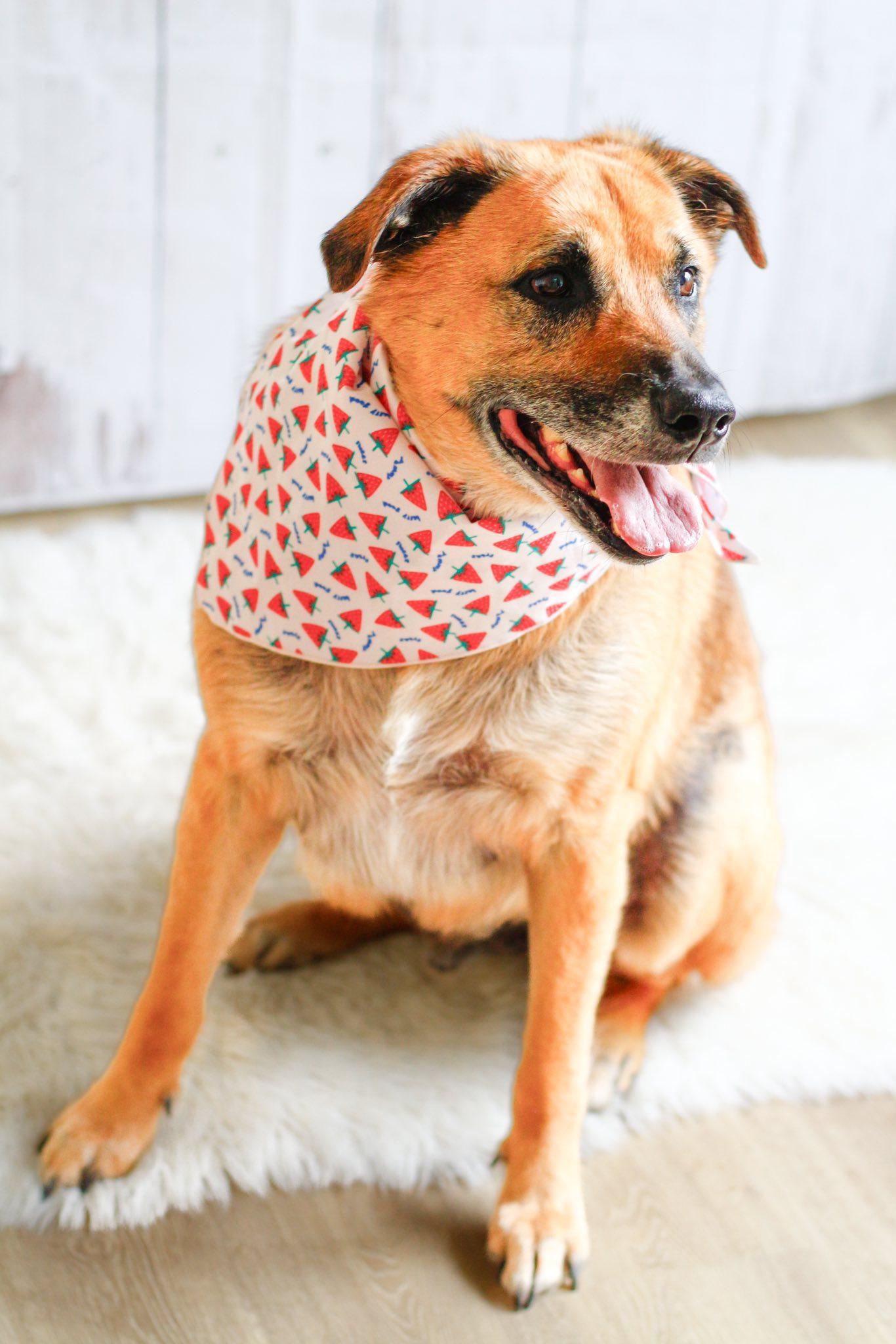 Eddie, Adoptable, Young Male Shepherd.