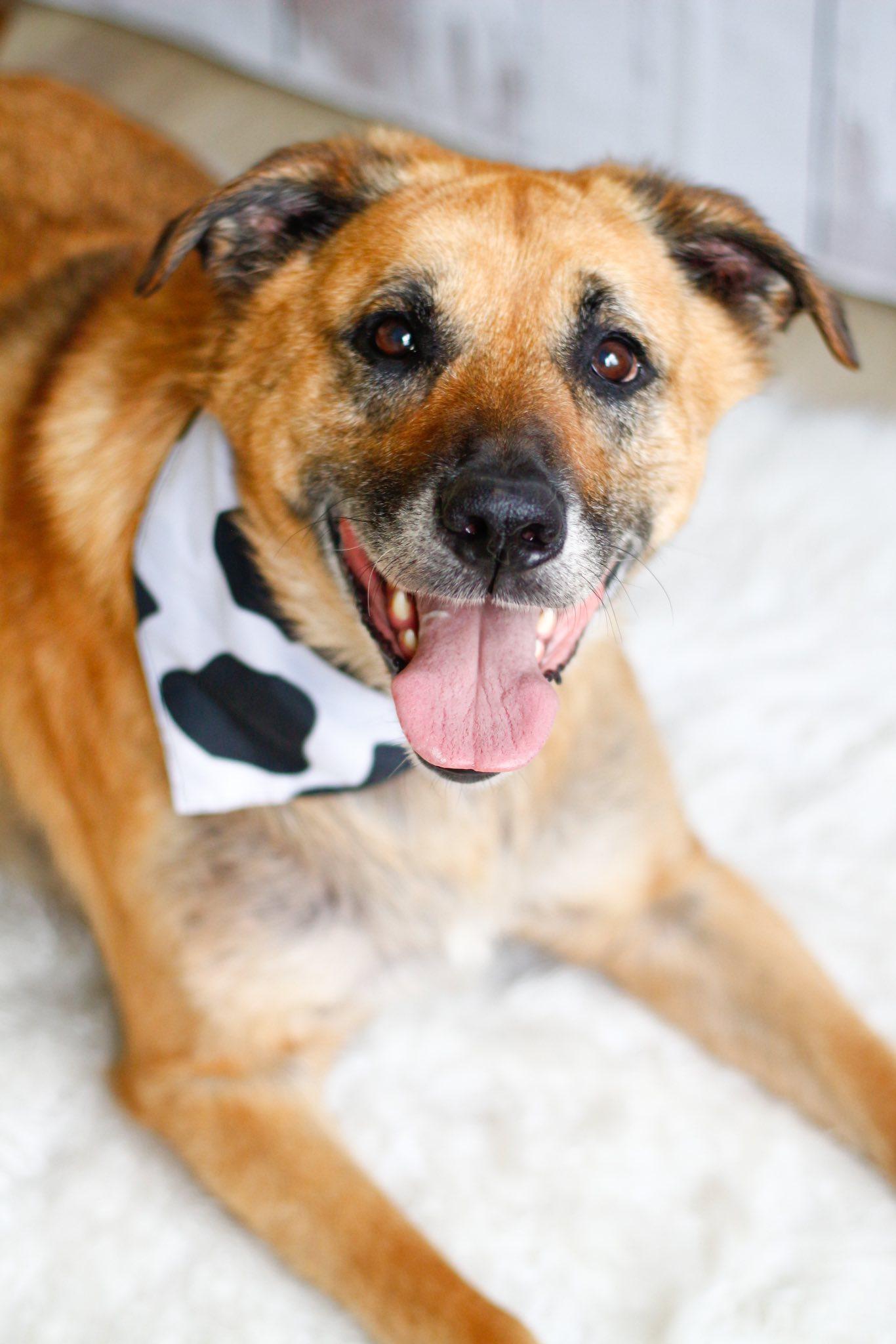 Eddie, Adoptable, Young Male Shepherd.