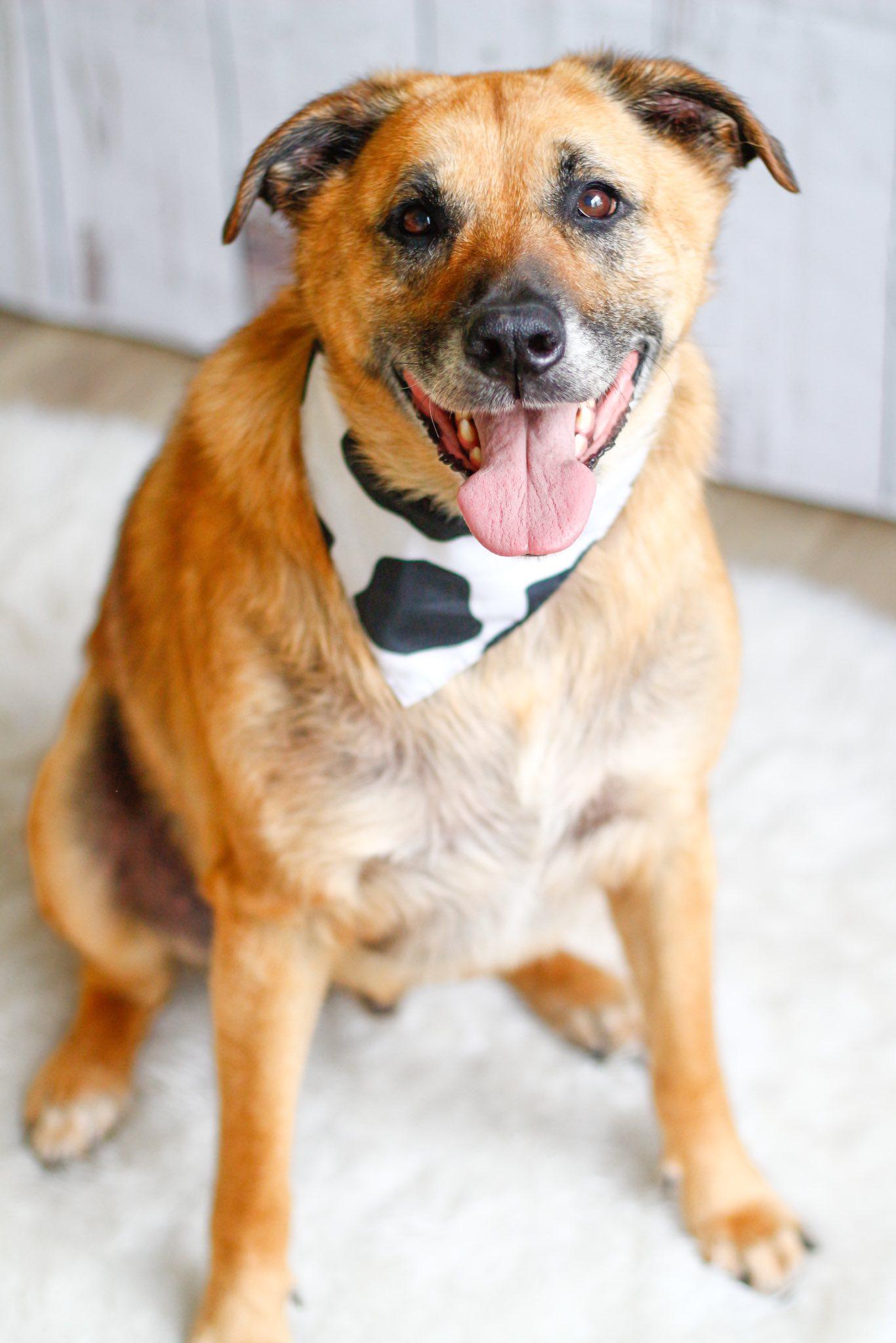 Eddie, a Adoptable Shepherd in Greenville, SC image 3/3