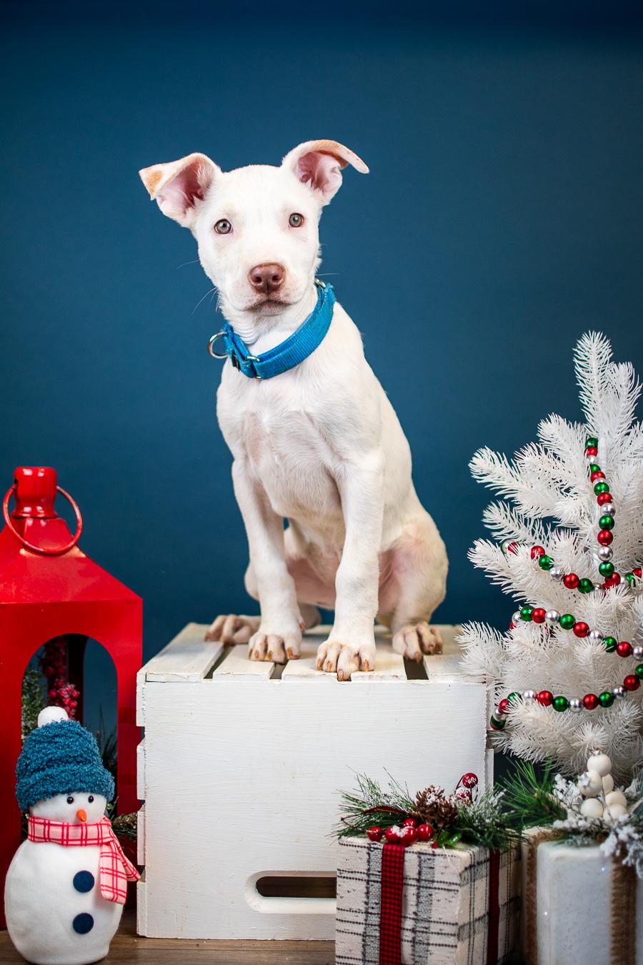 Enlarge 1061-25, a ADOPTABLE mixed breed in Brighton, CO image 1/1