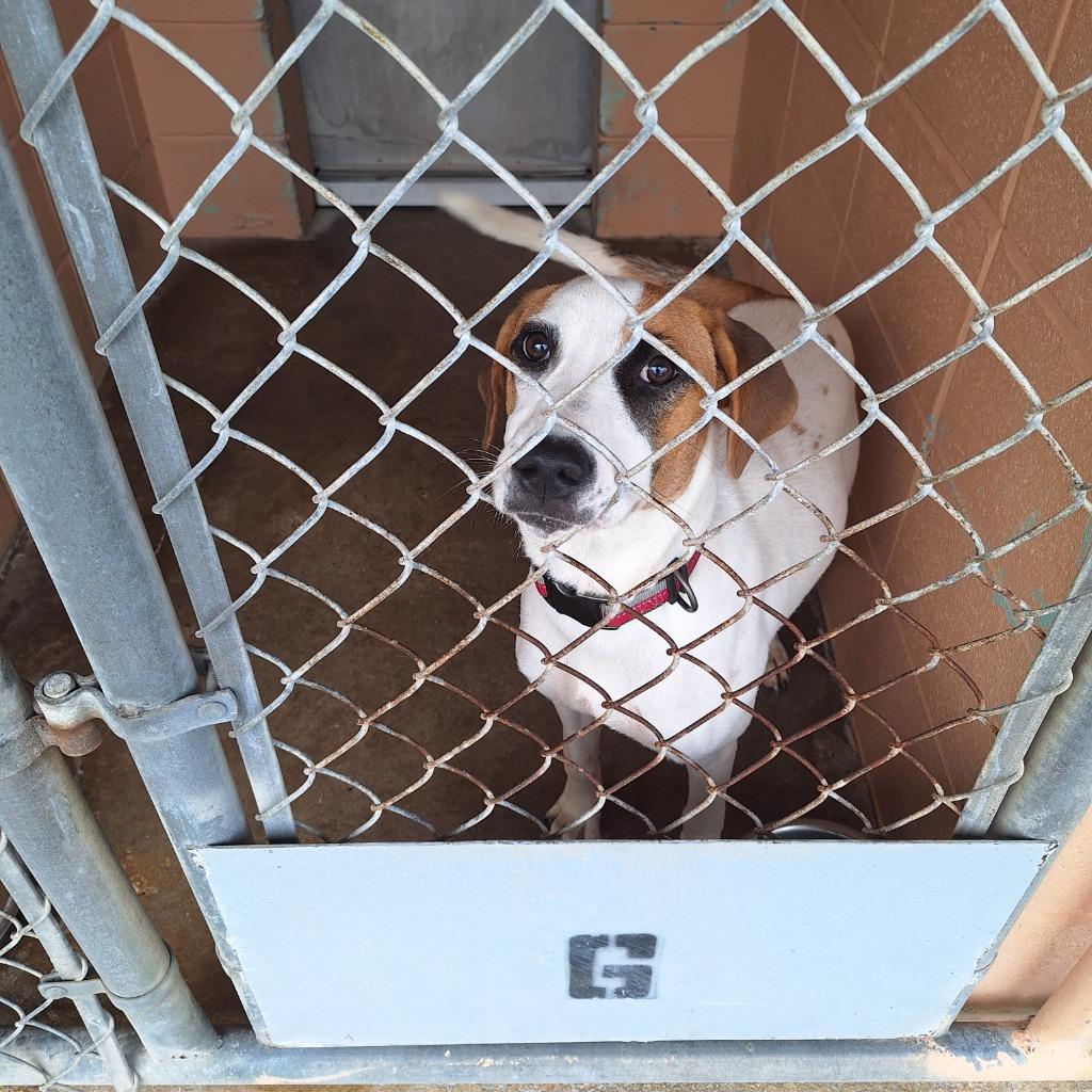 Marlee, a Adoptable Hound in Gautier, MS image 1/2