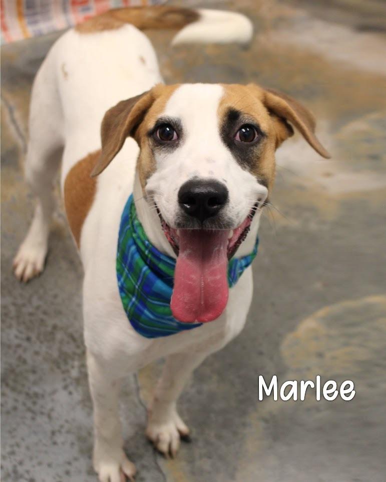 Marlee, a Adoptable Hound in Gautier, MS image 2/2