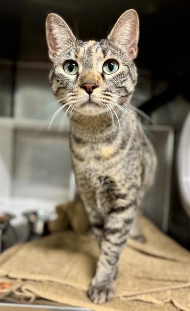 FRANNY, Adoptable, Young Female Domestic Short Hair.