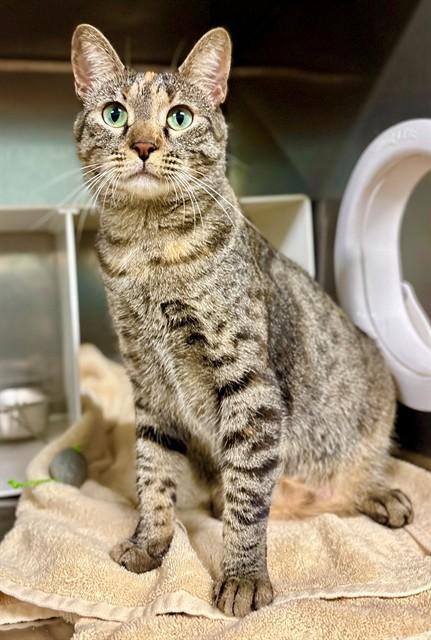 Enlarge FRANNY, a Adoptable Domestic Short Hair in York, SC image 1/1