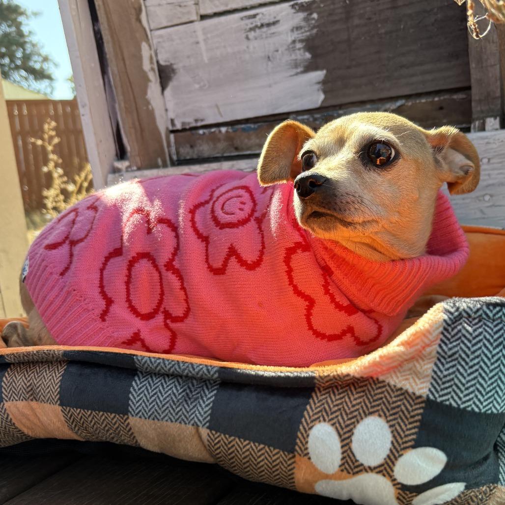 Ariel, Adoptable, Senior Female Chihuahua & Italian Greyhound.