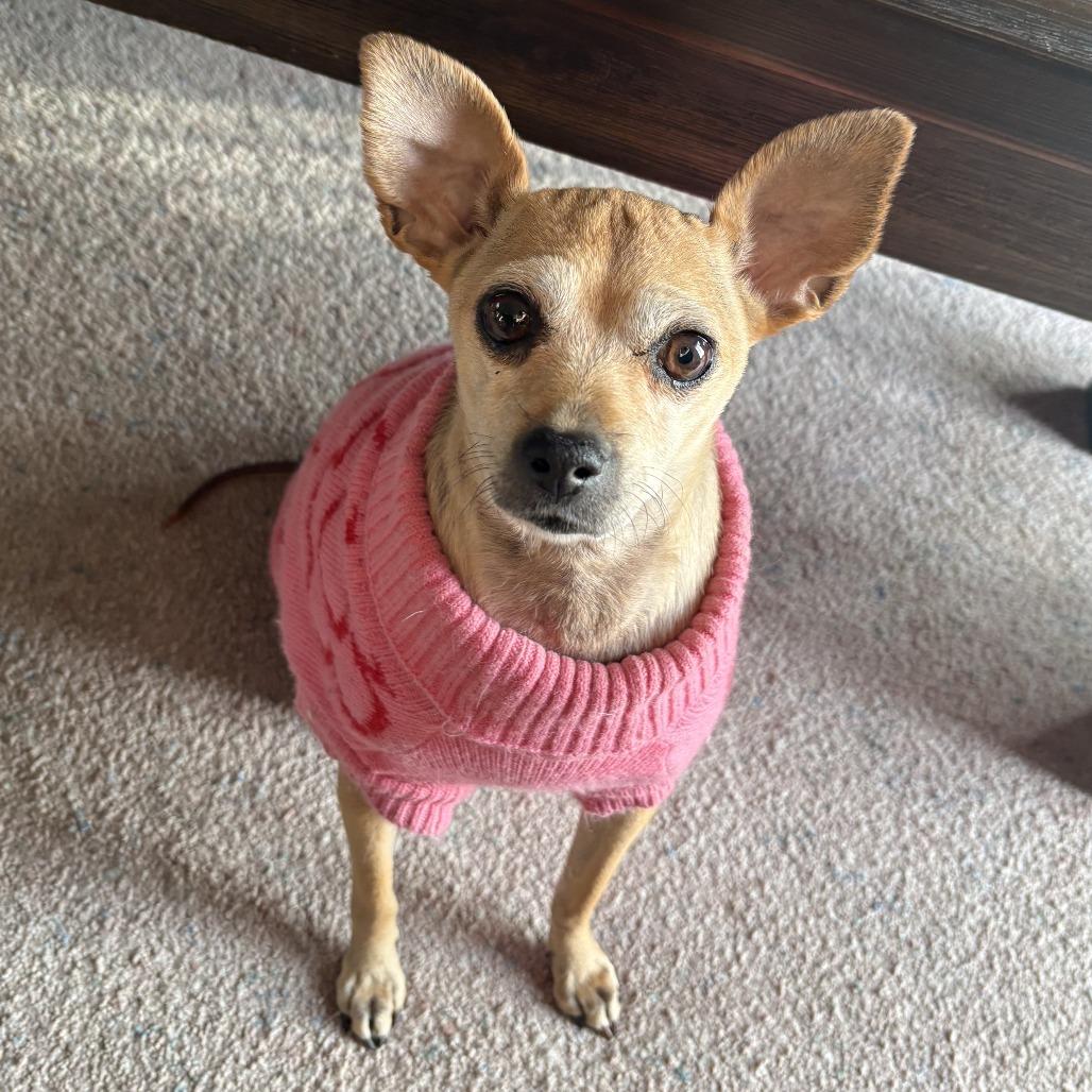 Enlarge Ariel, a Adoptable mixed breed in Spokane, WA image 2/6