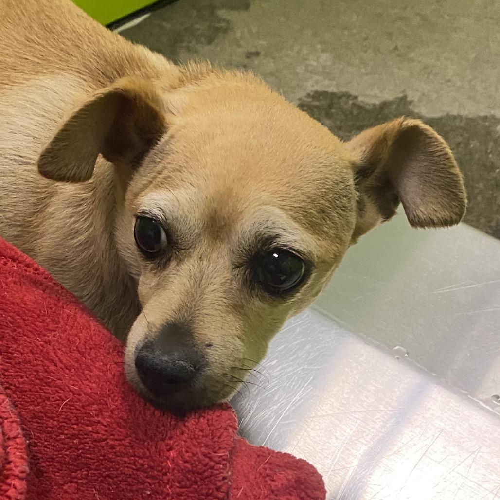Enlarge Ariel, a Adoptable mixed breed in Spokane, WA image 3/6