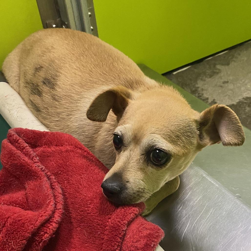 Enlarge Ariel, a Adoptable mixed breed in Spokane, WA image 4/6