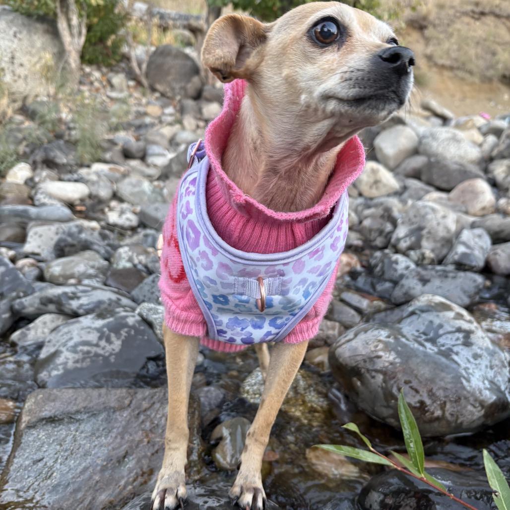 Enlarge Ariel, a Adoptable mixed breed in Spokane, WA image 5/6