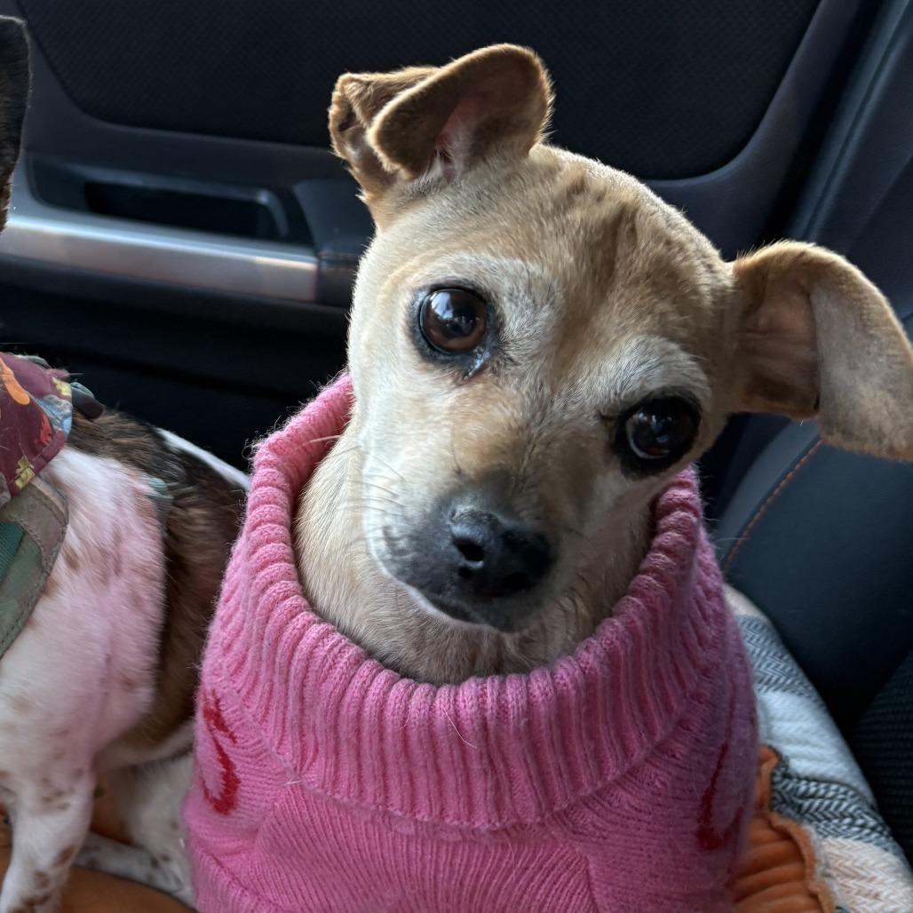 Enlarge Ariel, a Adoptable mixed breed in Spokane, WA image 6/6