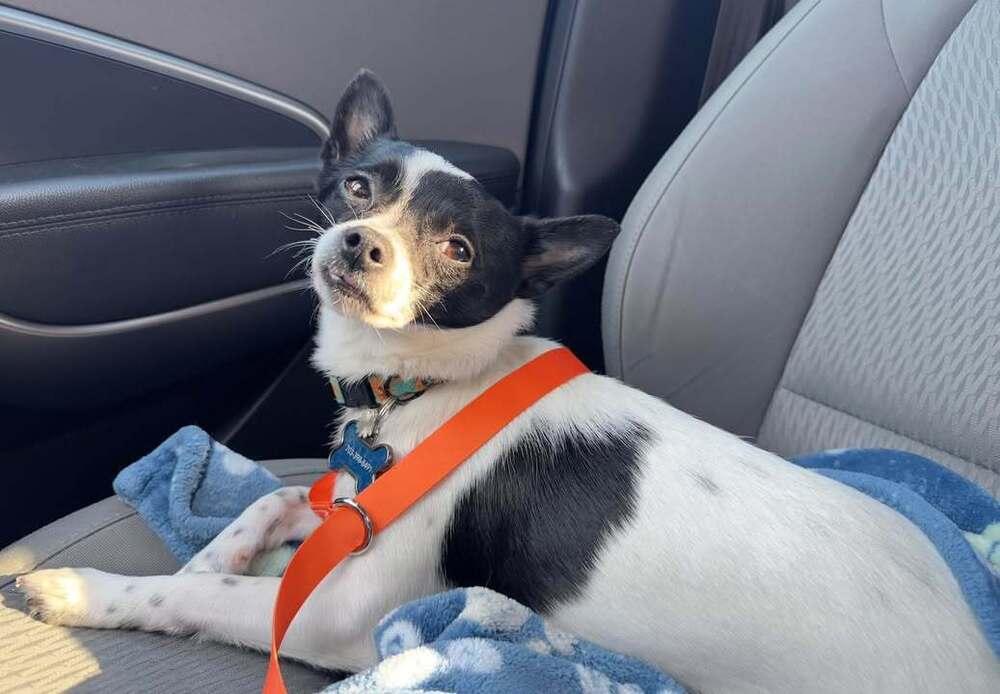 Enlarge Squirt, a Adoptable mixed breed in Woodbridge, VA image 1/3