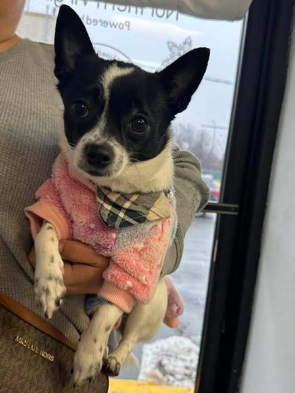 Enlarge Squirt, a Adoptable mixed breed in Woodbridge, VA image 2/3