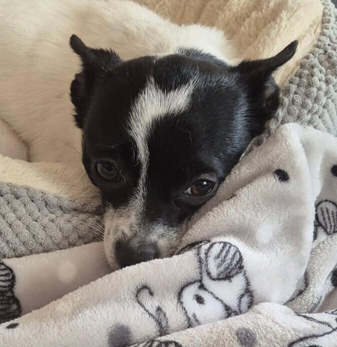 Enlarge Squirt, a Adoptable mixed breed in Woodbridge, VA image 3/3