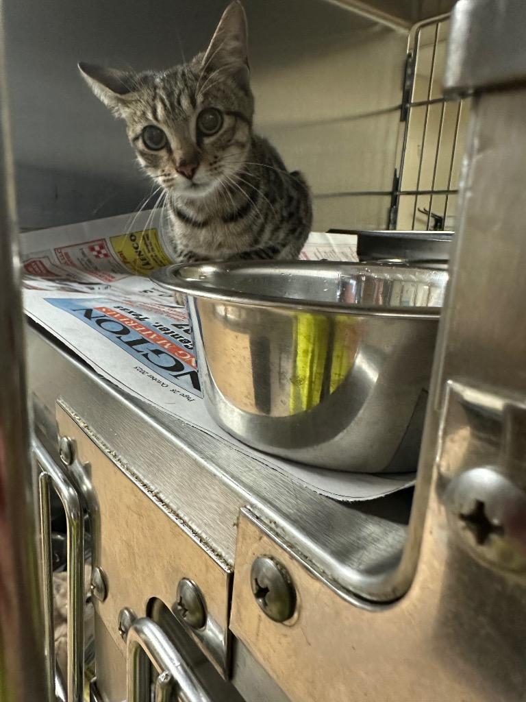 Sweets, Adoptable, Young Female Tabby.