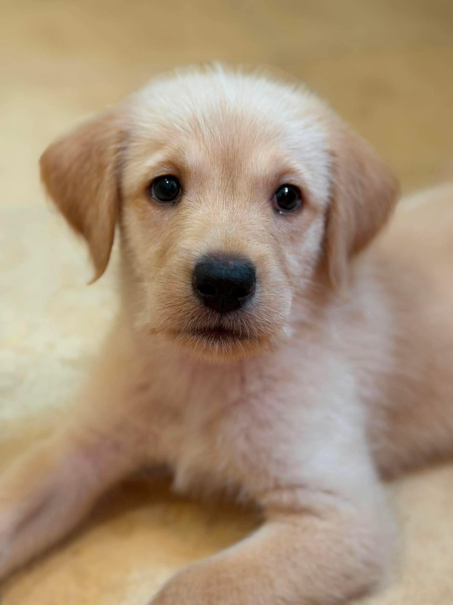 Beckham, Adoptable, Puppy Male Labrador Retriever.