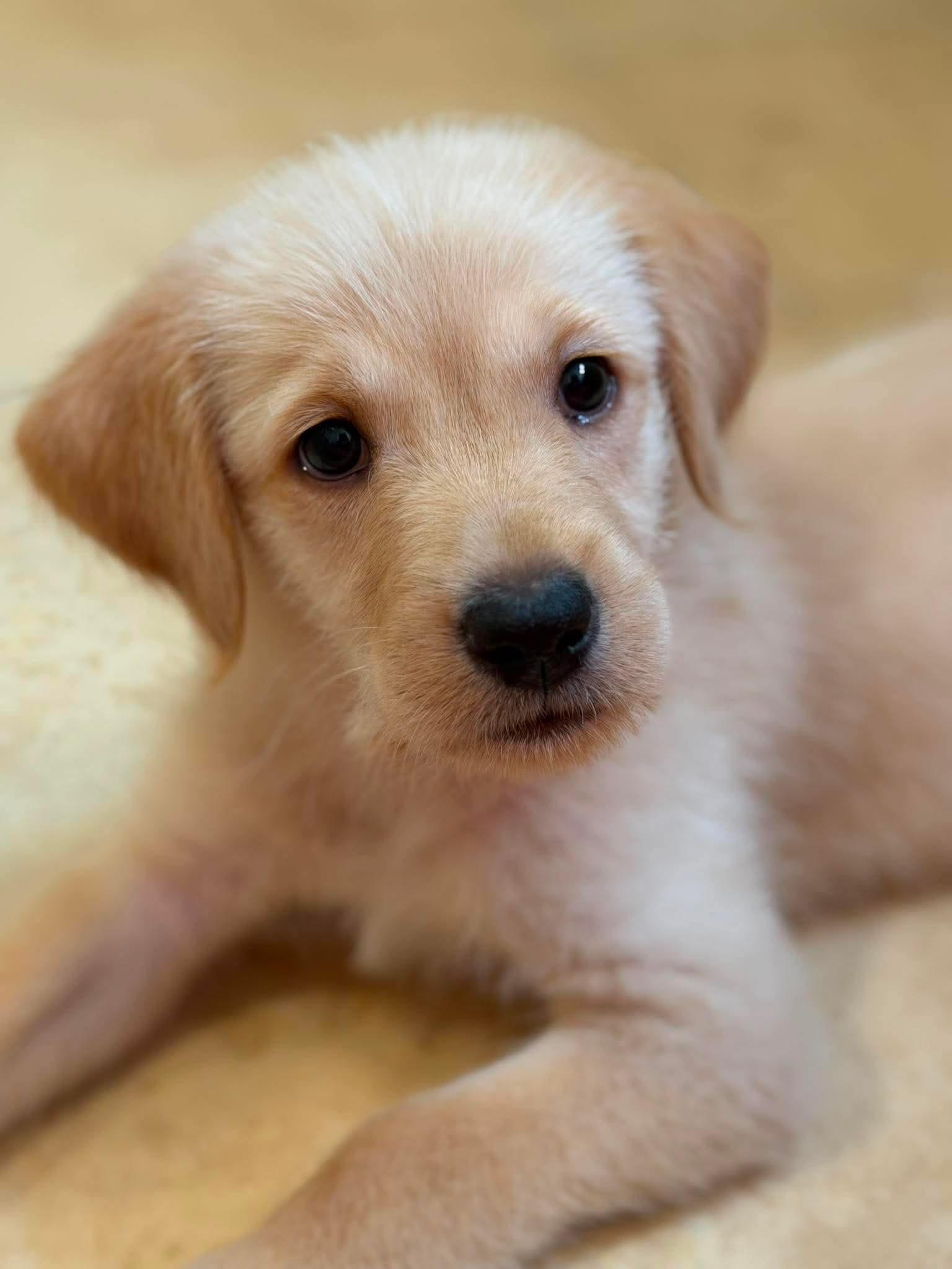 Beckham, a Adoptable Labrador Retriever in Mount Pleasant, SC image 2/2