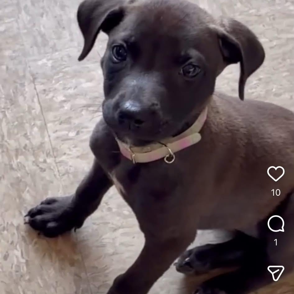 Maxine, an adopted mixed breed in Fernandina Beach, FL image 5/6