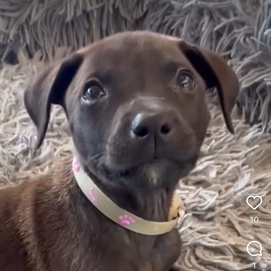 Maxine, an adopted mixed breed in Fernandina Beach, FL image 2/6