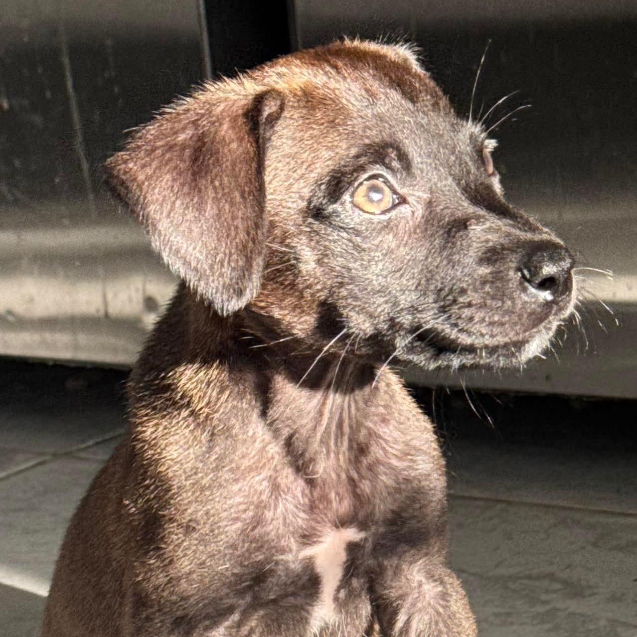 Maxine, adopted, Puppy Female Labrador Retriever.