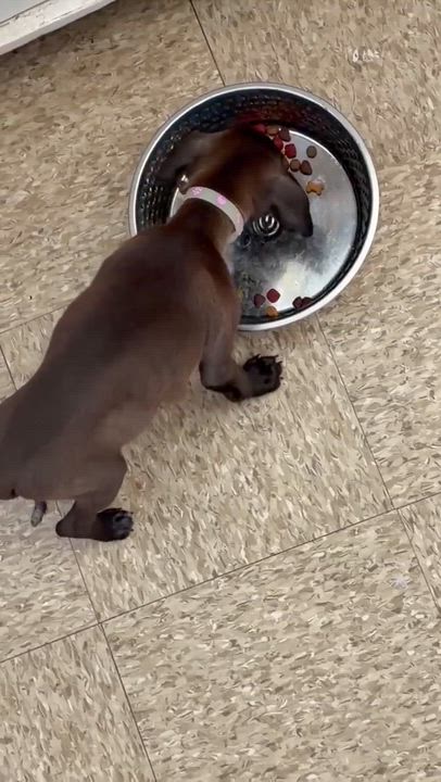 Enlarge Maxine, an adopted mixed breed in Fernandina Beach, FL video 4/6