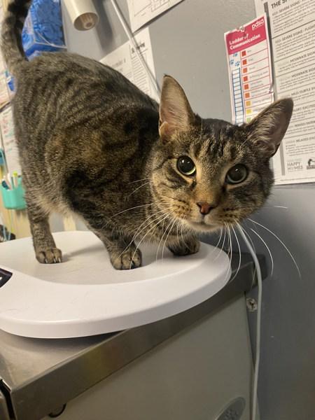 Ilya / Shane, Adoptable, Senior Male Domestic Short Hair.