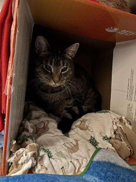 Ilya / Shane, a Adoptable mixed breed in Duluth, MN image 2/2