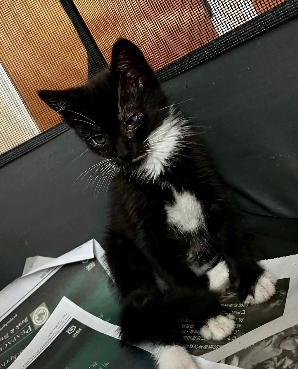 Gia Domestic Short Hair Cat